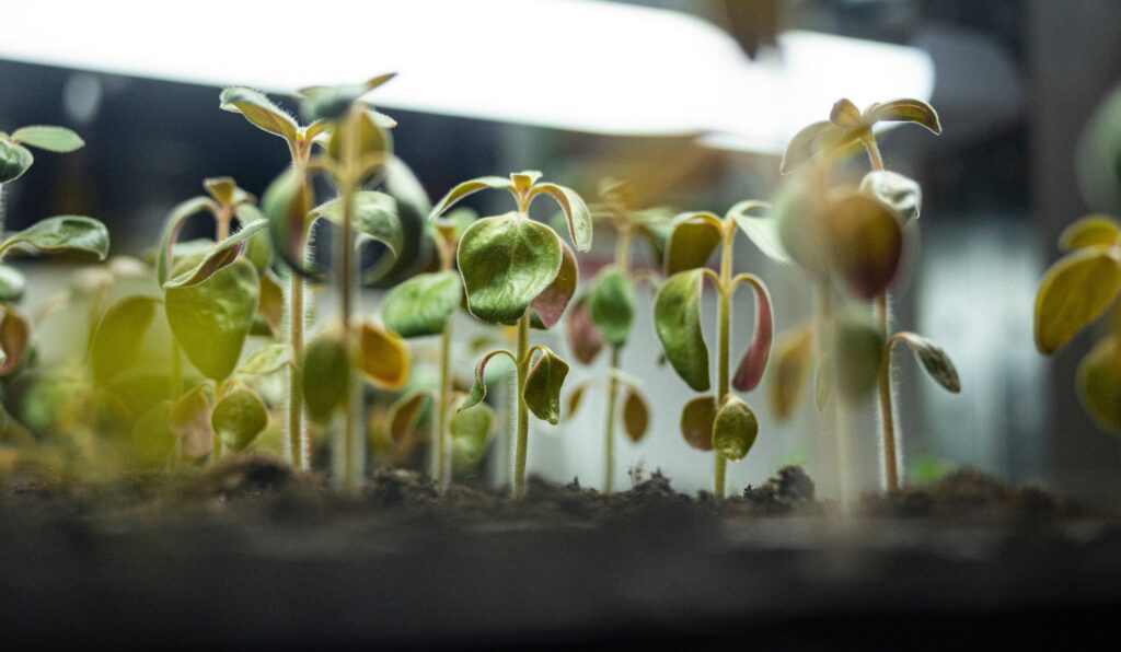 Cultivated Proteins, Indoor Farming, and Natural Capital Dominate Agriculture & Food at Cleantech Forum Europe Live In Edinburgh