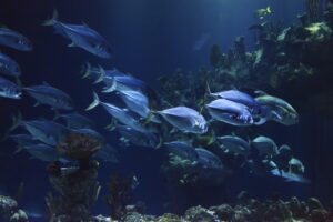 Fish swimming over reef