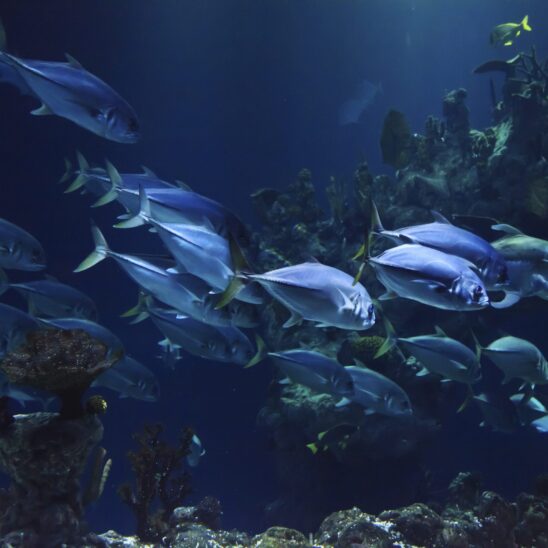 Fish swimming over reef