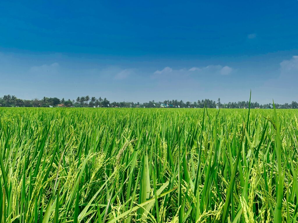 Paddy Fields and Pipelines: What Aramco’s Investment in Mitti Labs Says About the Future of O&G